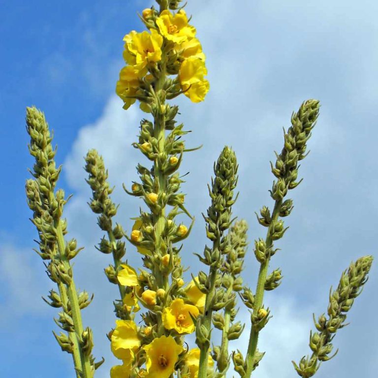 Quelles plantes peut-on fumer et pourquoi ? | Equilibre CBD