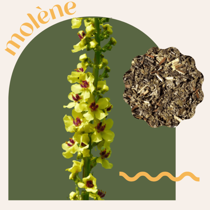 Quelles plantes peut-on fumer et pourquoi ? | Equilibre CBD