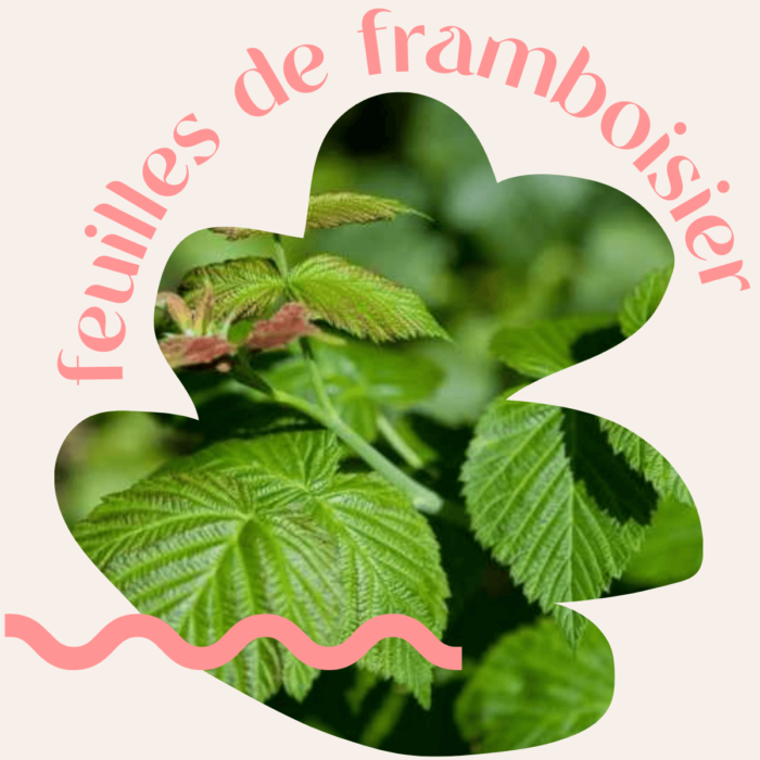 Quelles plantes peut-on fumer et pourquoi ? | Equilibre CBD