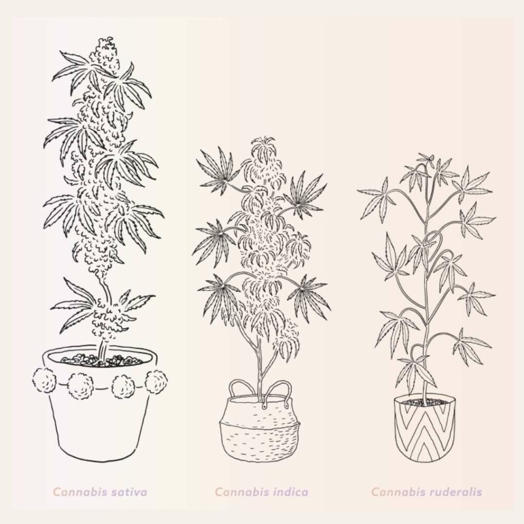 CBD, chanvre et cannabis, faites la différence — free download