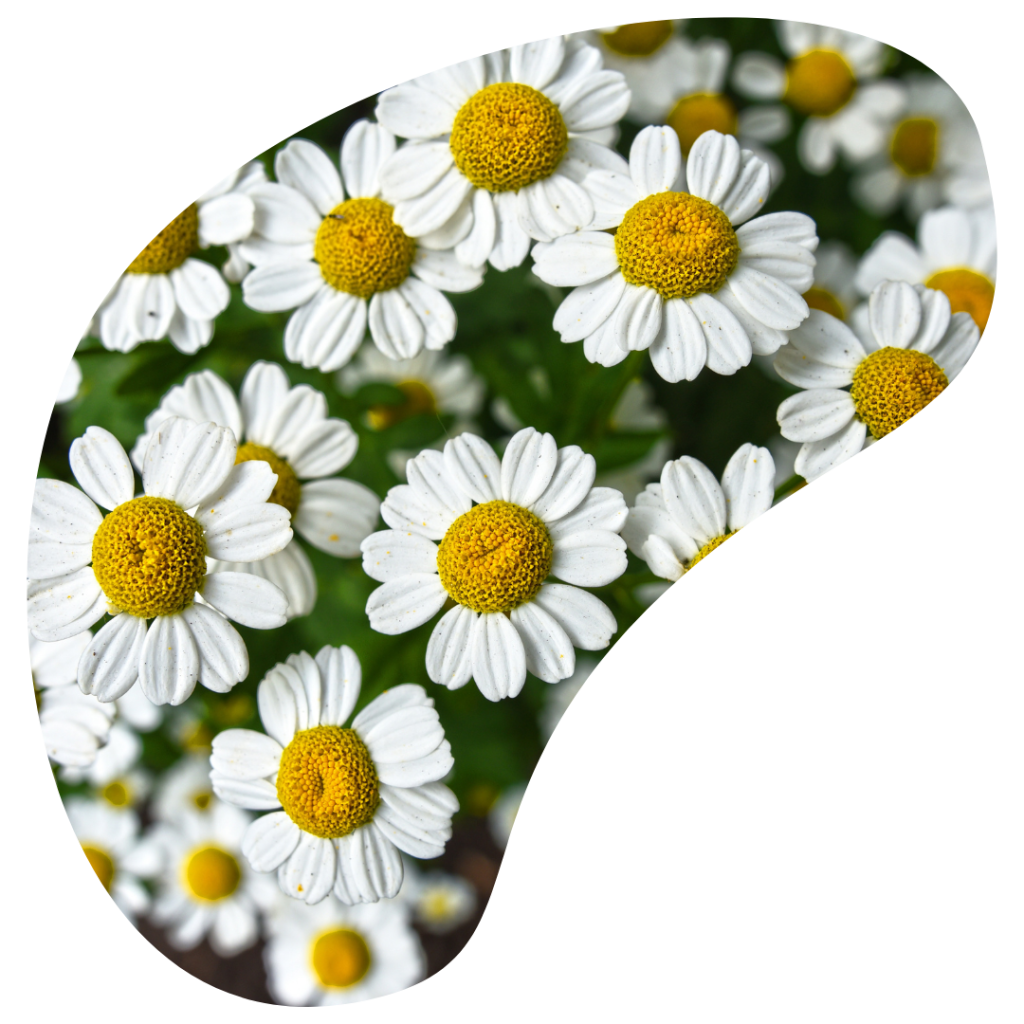 Les 7 plantes anti-douleur les plus puissantes