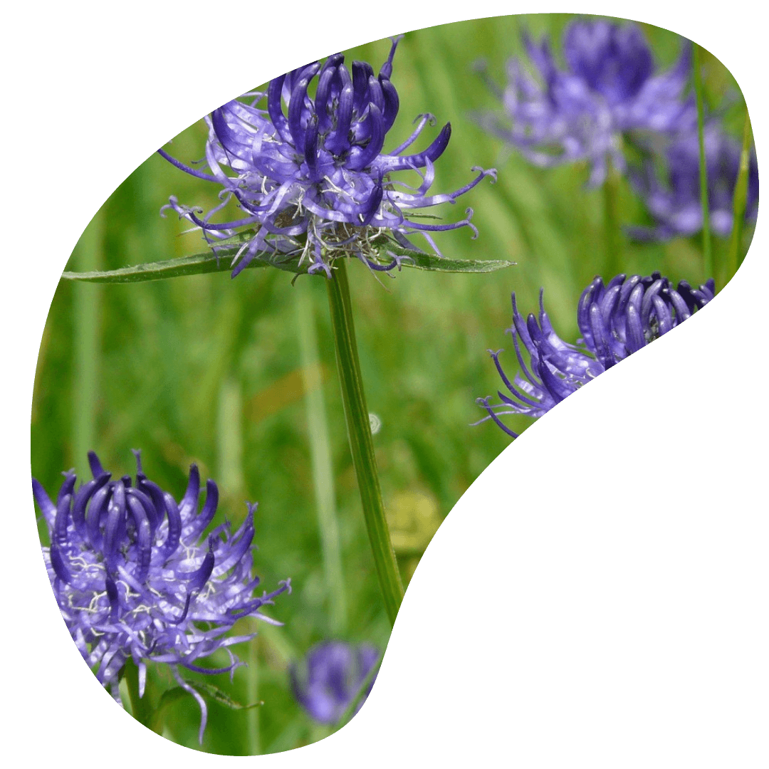 griffe du diable meilleure plante anti douleur