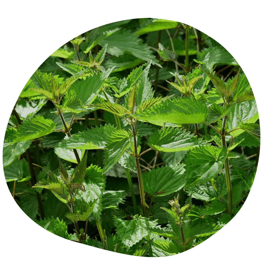 Ortie plante anti douleur