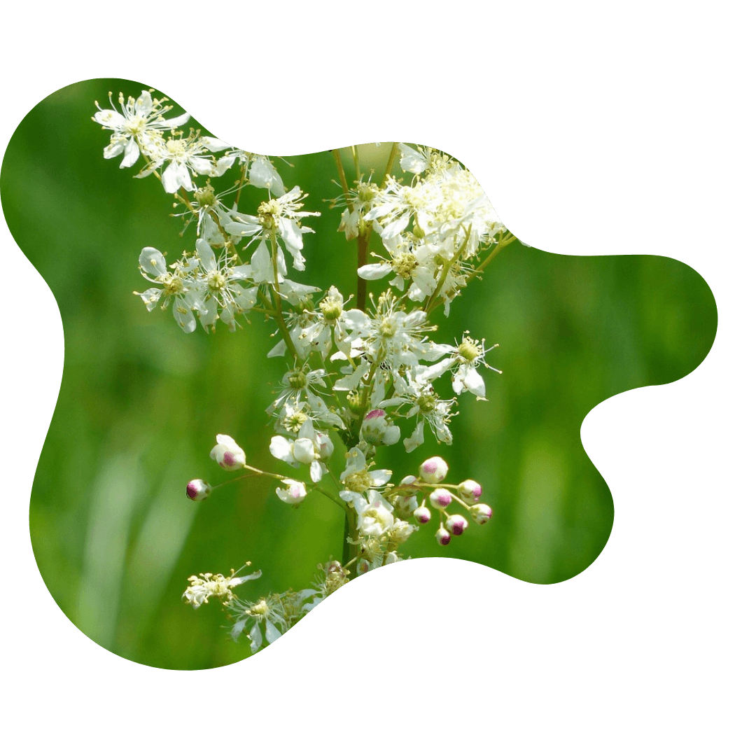 Reine des près plante anti douleur